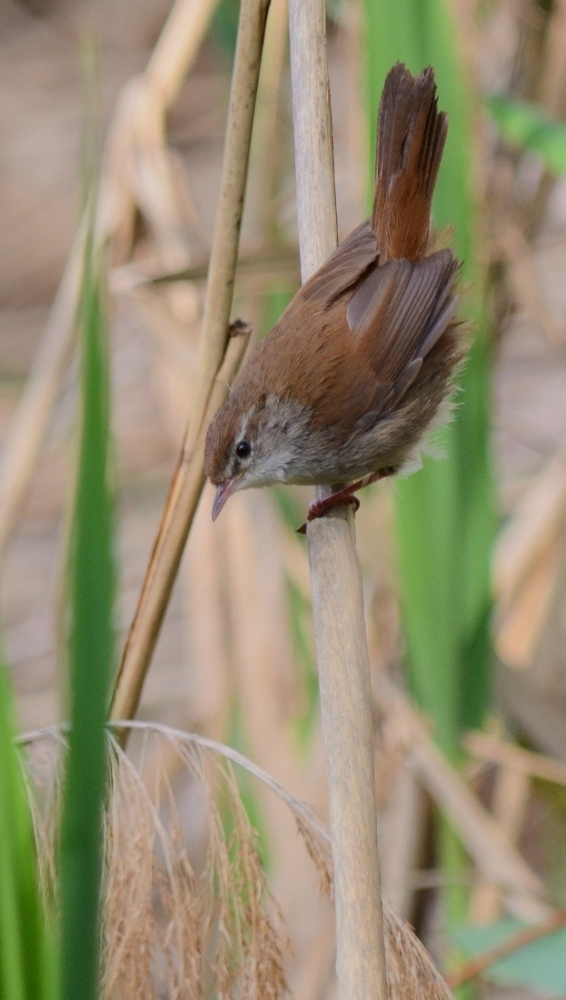 usignolo di fiume (cettia cetti)