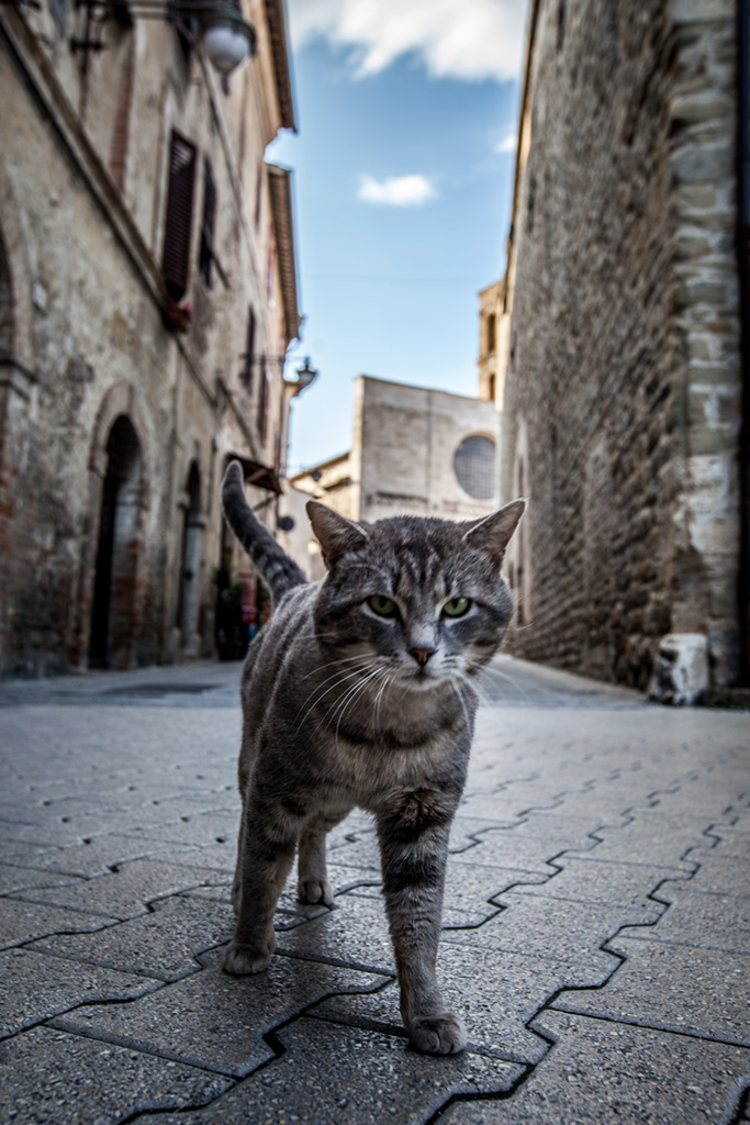 street cat