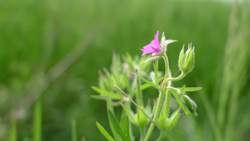 fiorellino in controluce