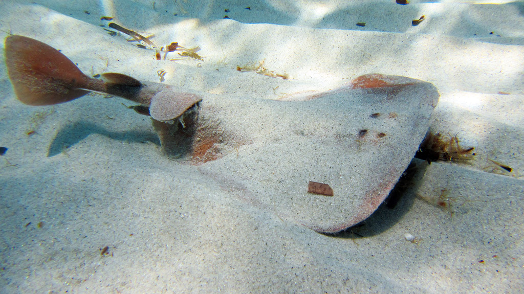 Generatore di campo elettrico...