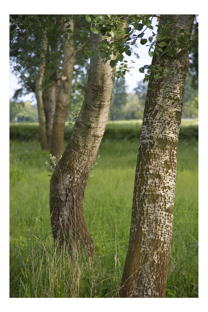 Serenit� ... arborea