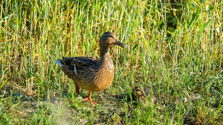 Mother and son watching the sun go down