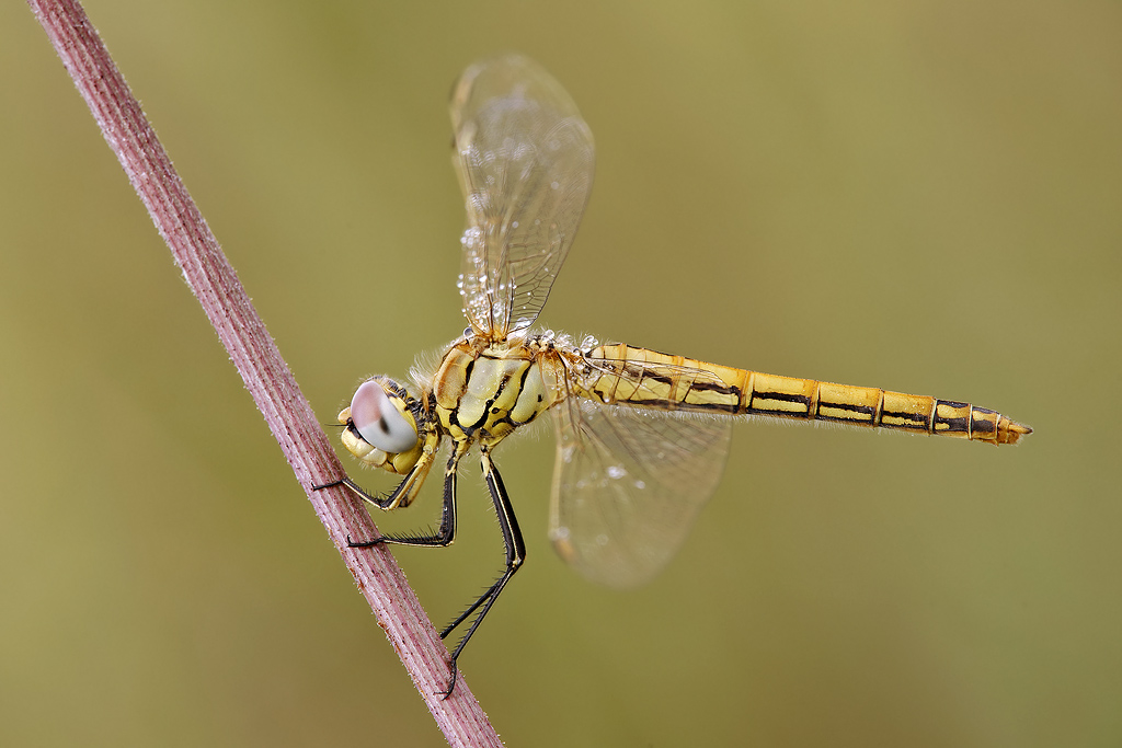 Sympetrum fonscolombii