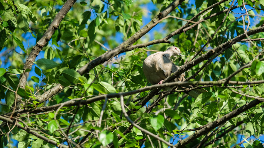Chi va la? Identificarsi prego...