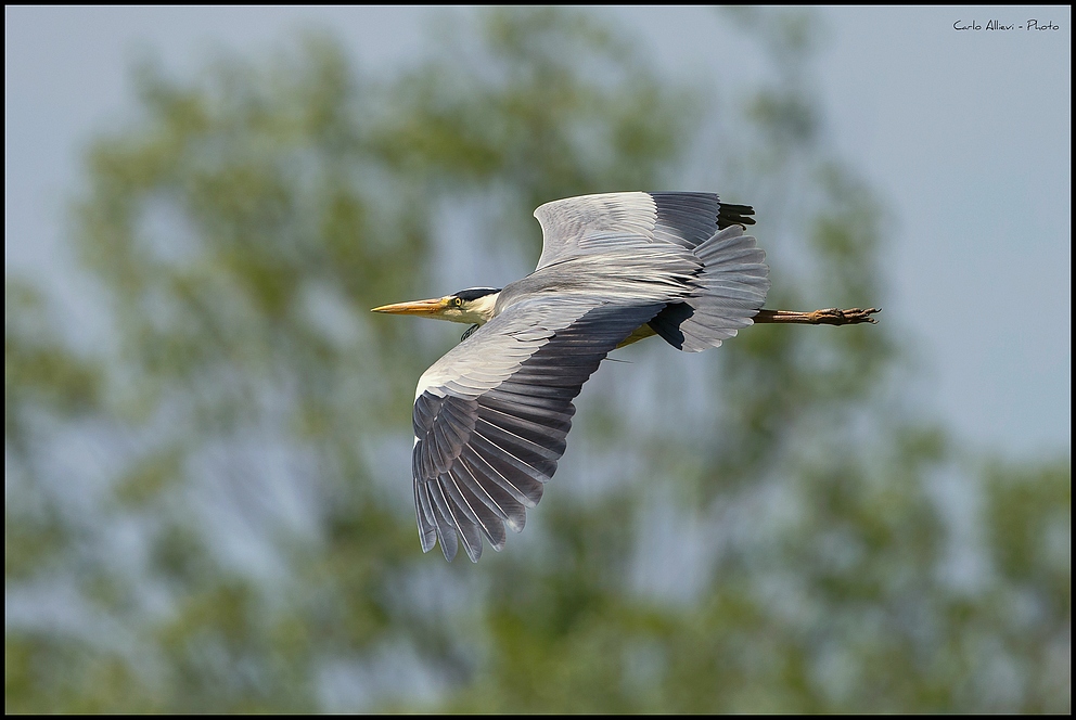 Ardea Fly