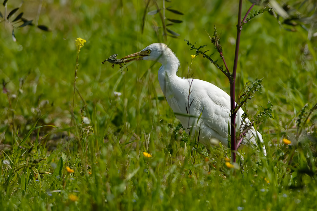 Airone guardabuoi (Bubulcus ibis)