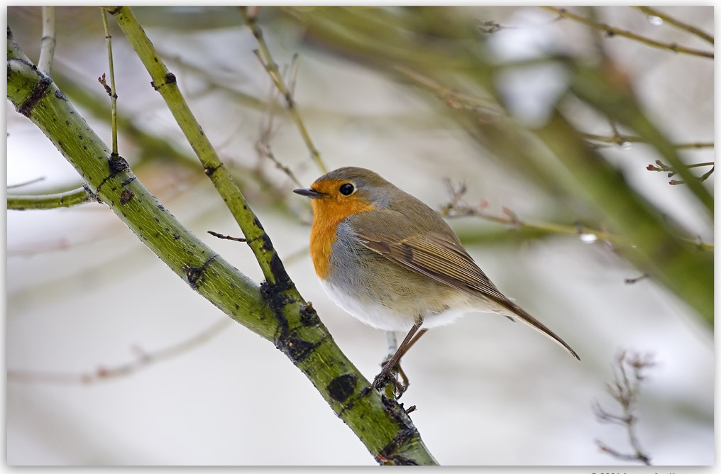 un amico nel ghiaccio
