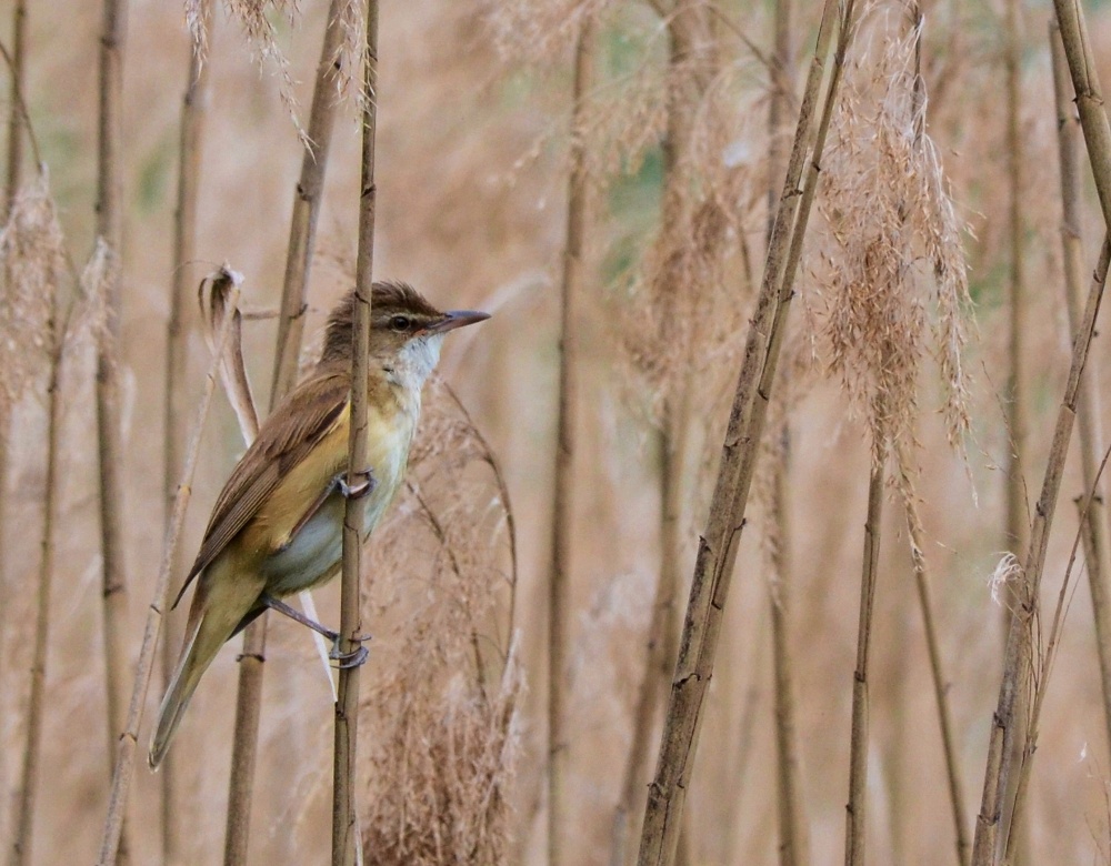 Cannareccione (Acrocephalus arundinaceus)