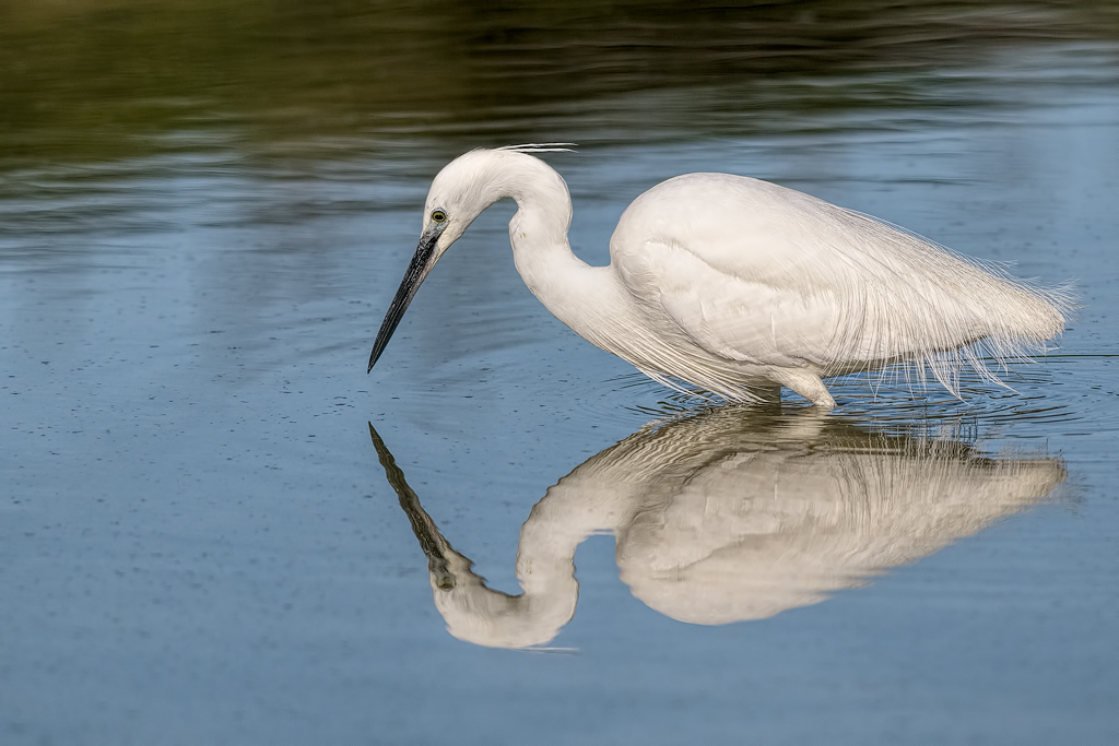 Garzetta (Egretta garzetta)