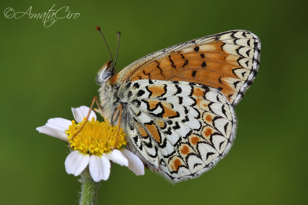 Melitaea phoebe