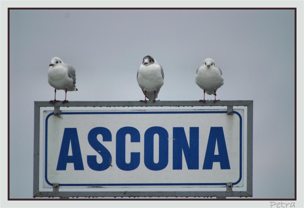 Ascona