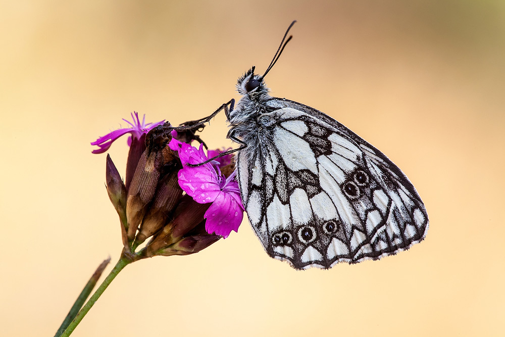 Melanargia galathea