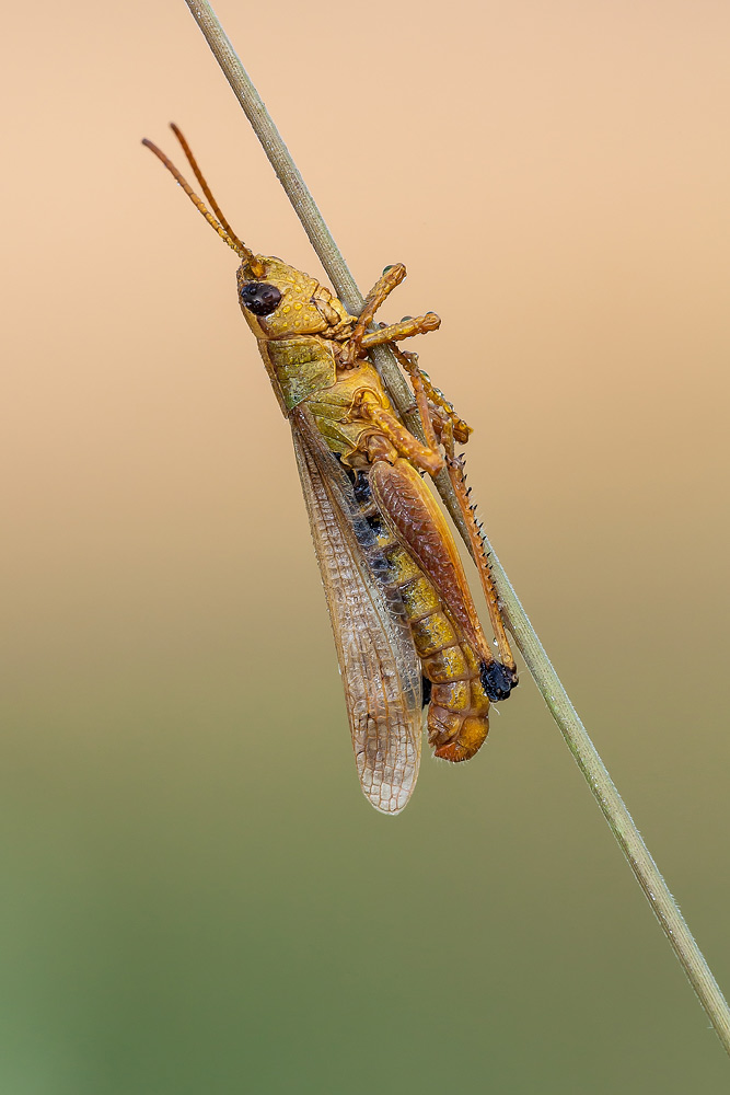 Parassitato da fungo