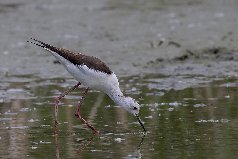 cavaliere d'italia femmina