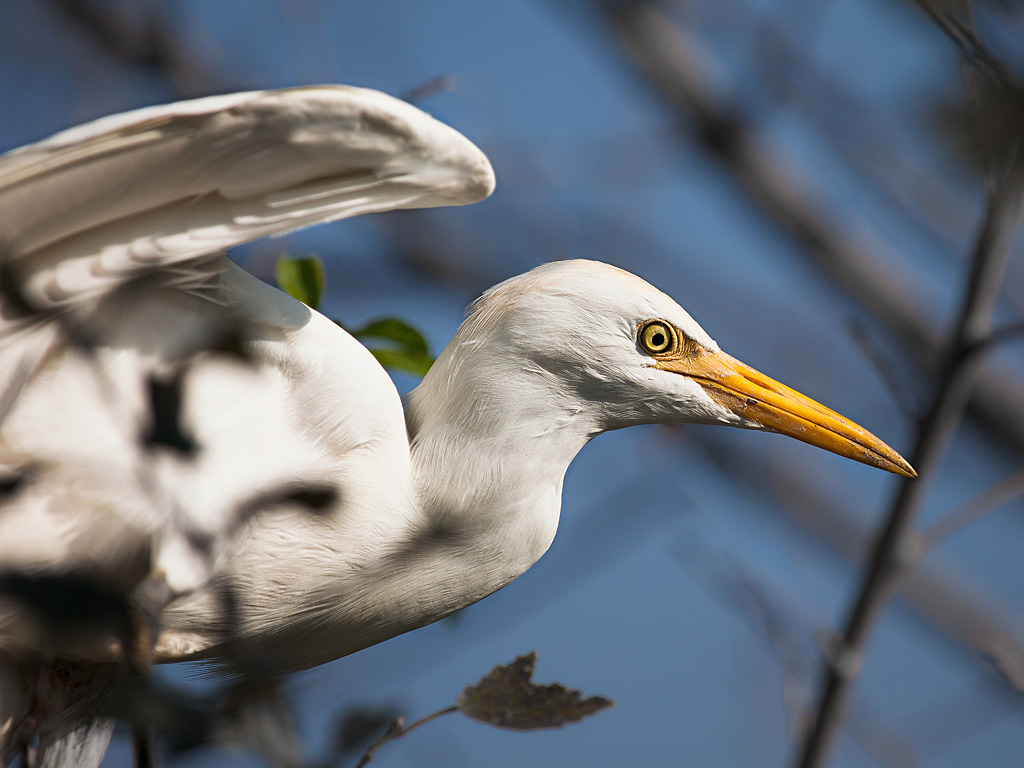 Airone bianco maggiore