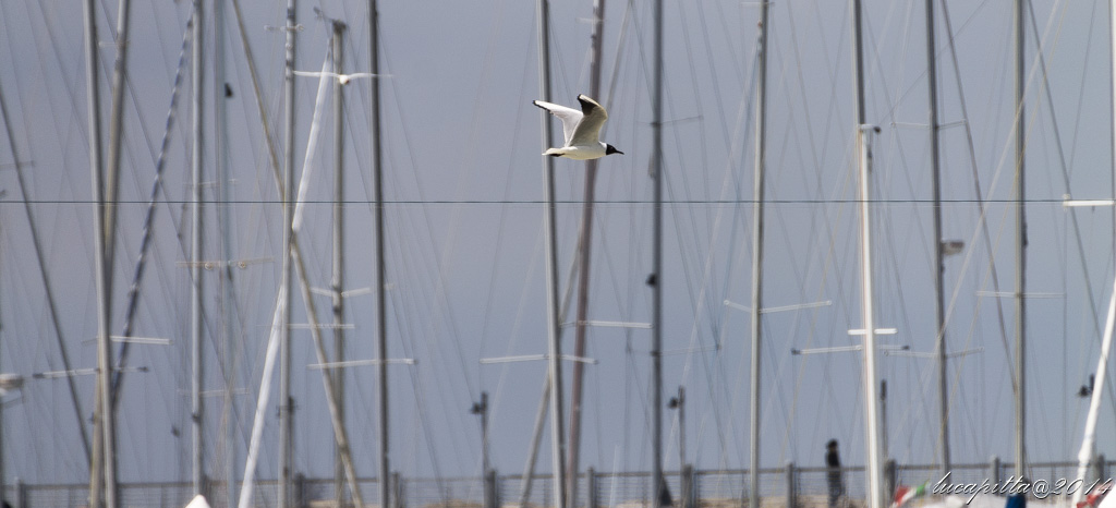 Volo seguendo la linea