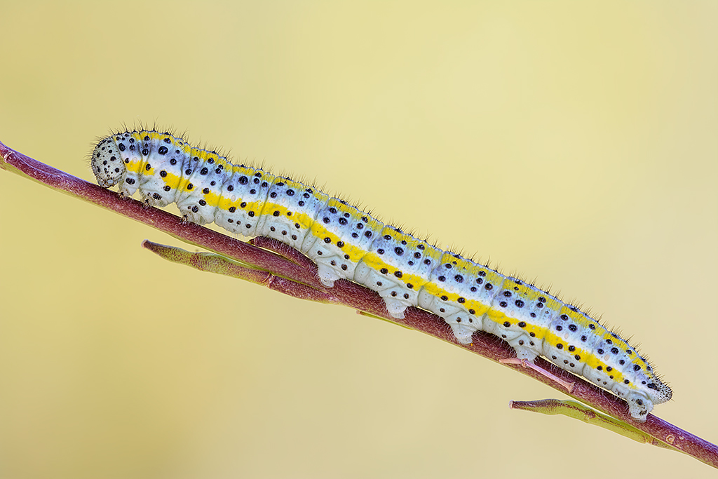 Bruco di Euchloe ausonia