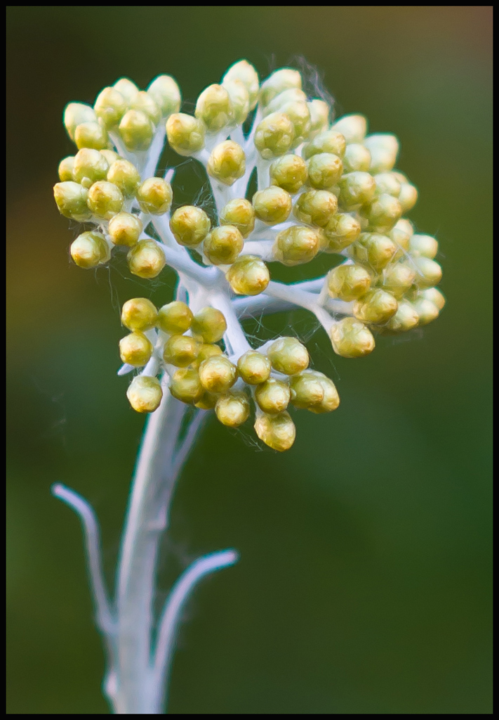 Elicrisio Perpetuino