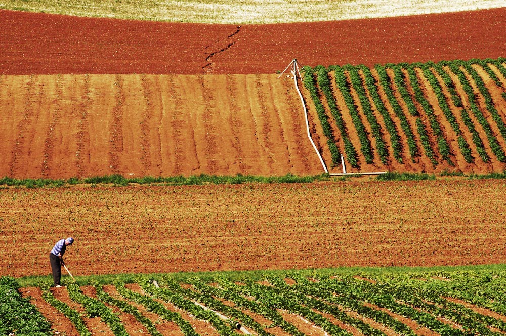 Solitario tra i campi
