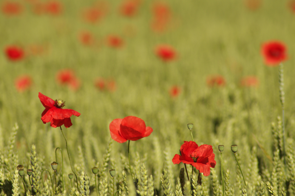 Maggio. E' difficile resistere. Almeno una