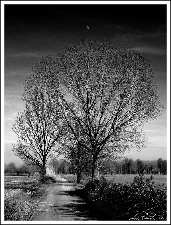 Panorama di alberi e luna