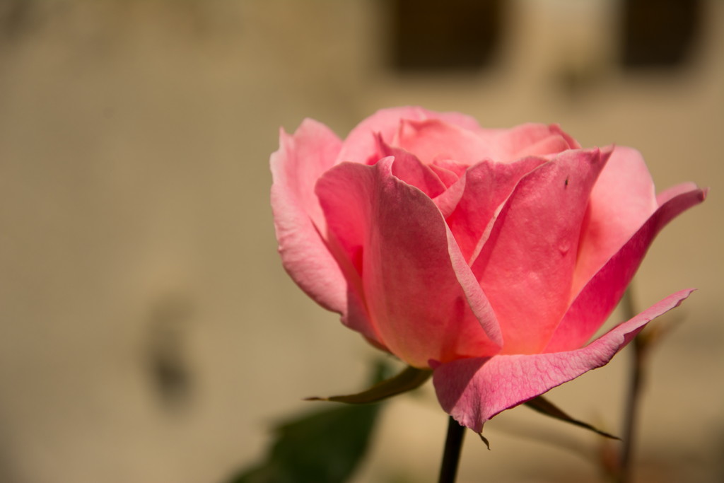 Pink rose