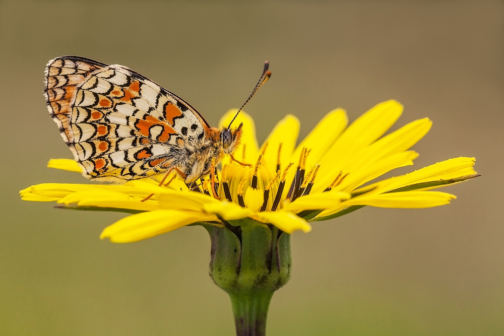 Su un vassoio dorato