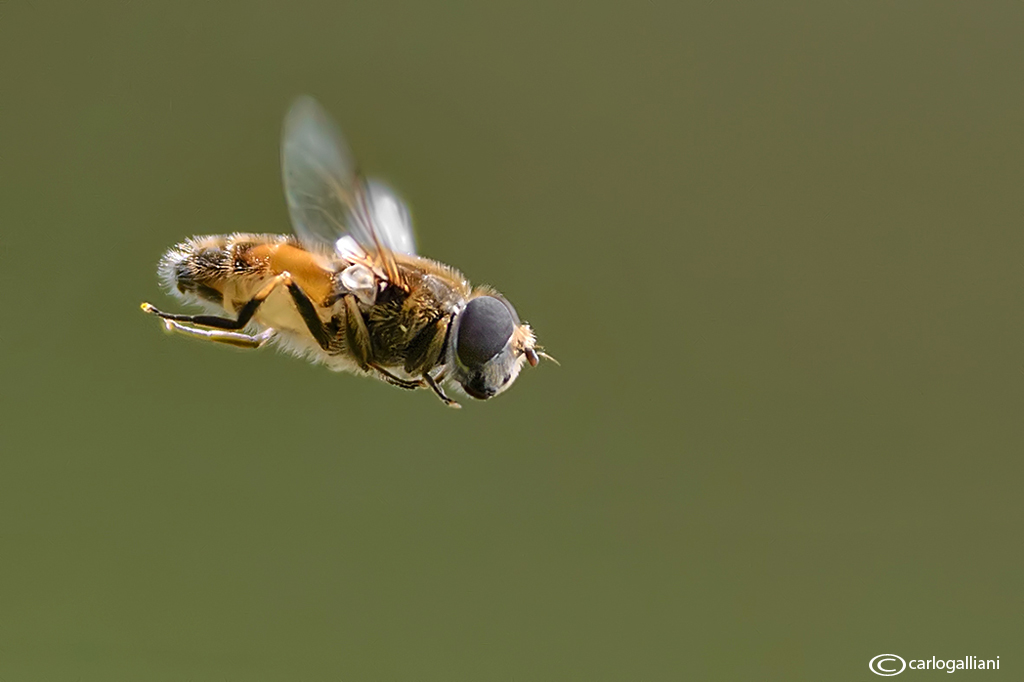 Eristalis sp. in volo
