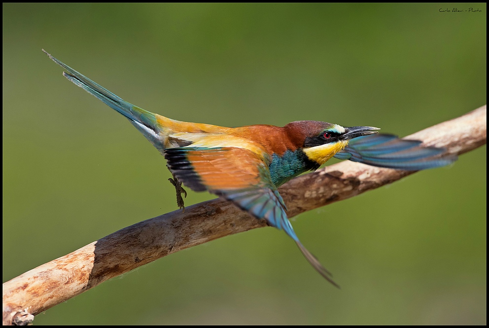 Lo stacco del Gruccione