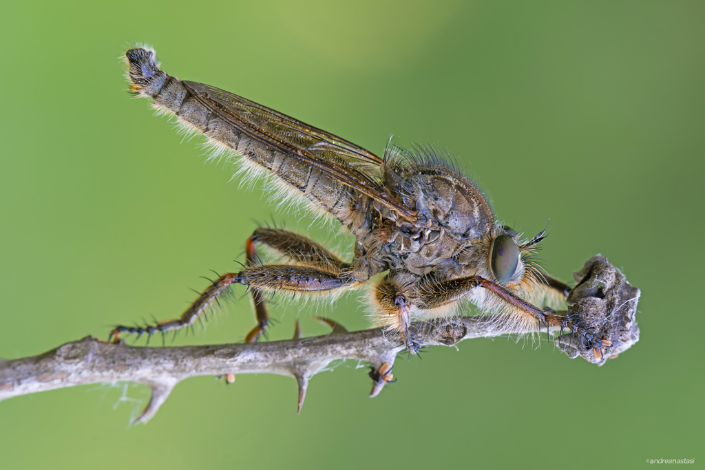 Killer Instinct ( Asilide )