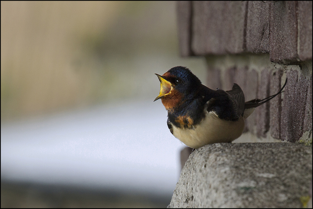 La rondine canterina