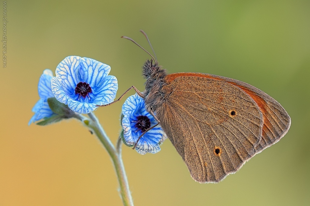 Maniola Jurtina (linnaeus, 1758)