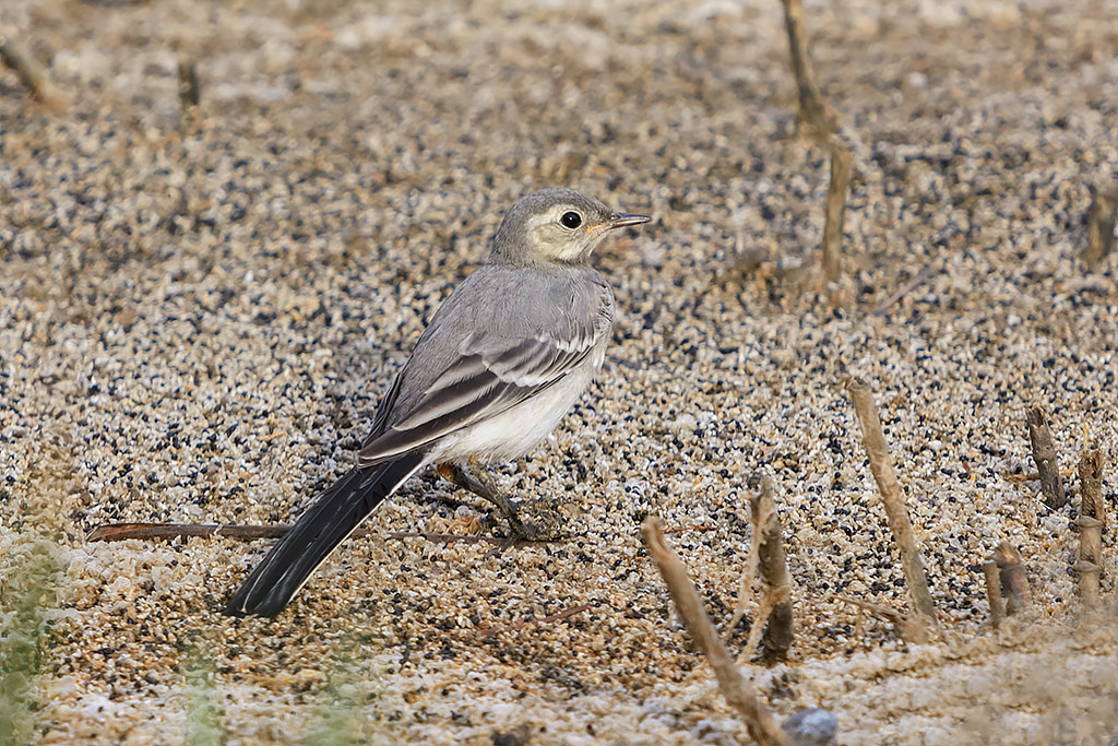 La giovane ballerina