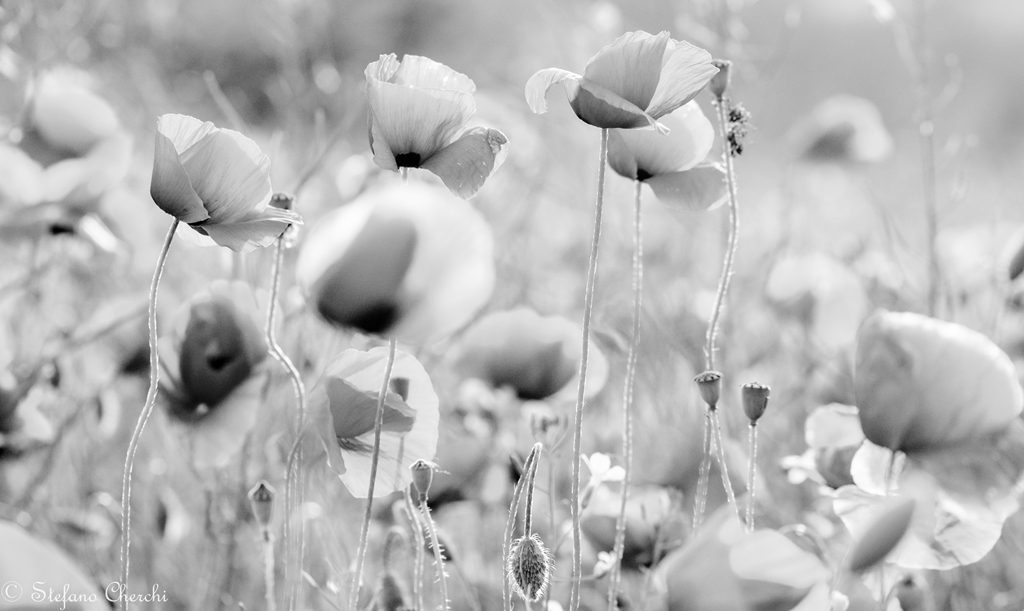Papaveri d'autore