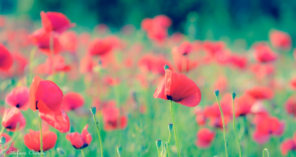 Papaveri d'autore