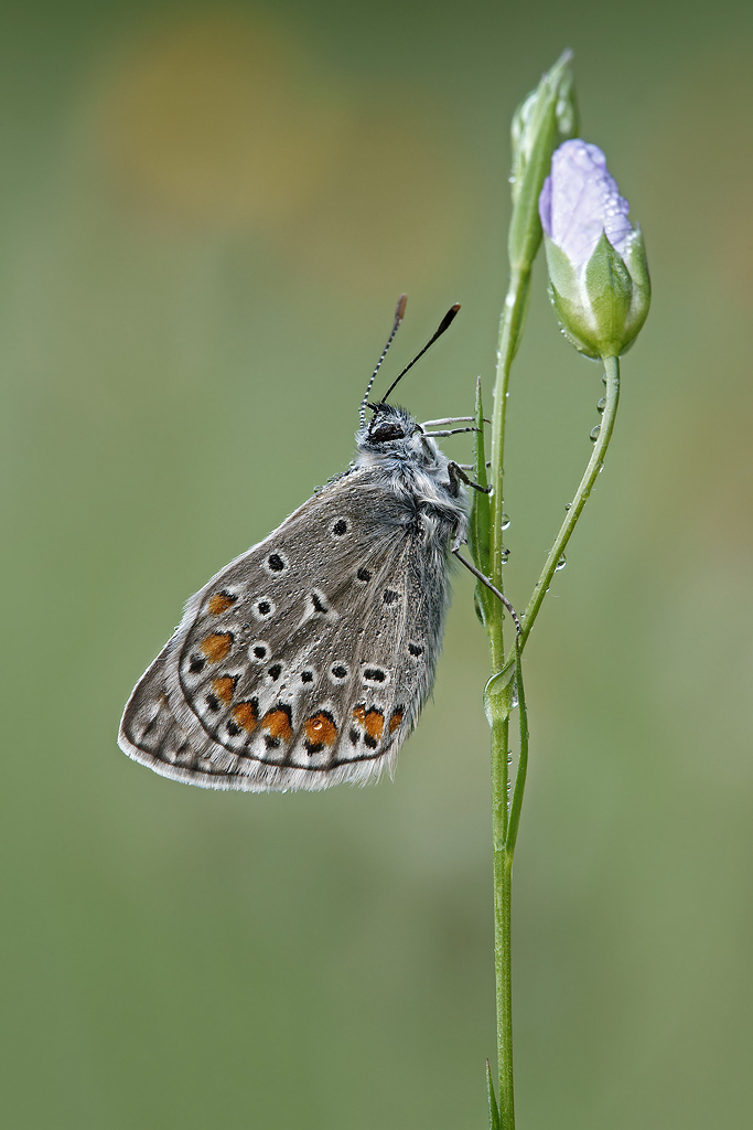Polyommatus icarus maschio