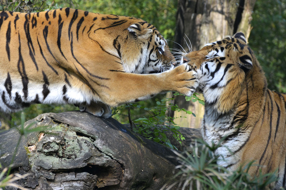 Giardino zoologico di Pistoia