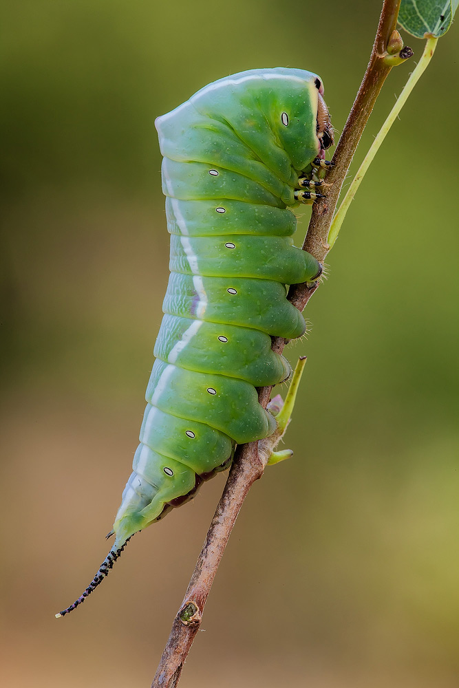 Bruco di Cerura vinula
