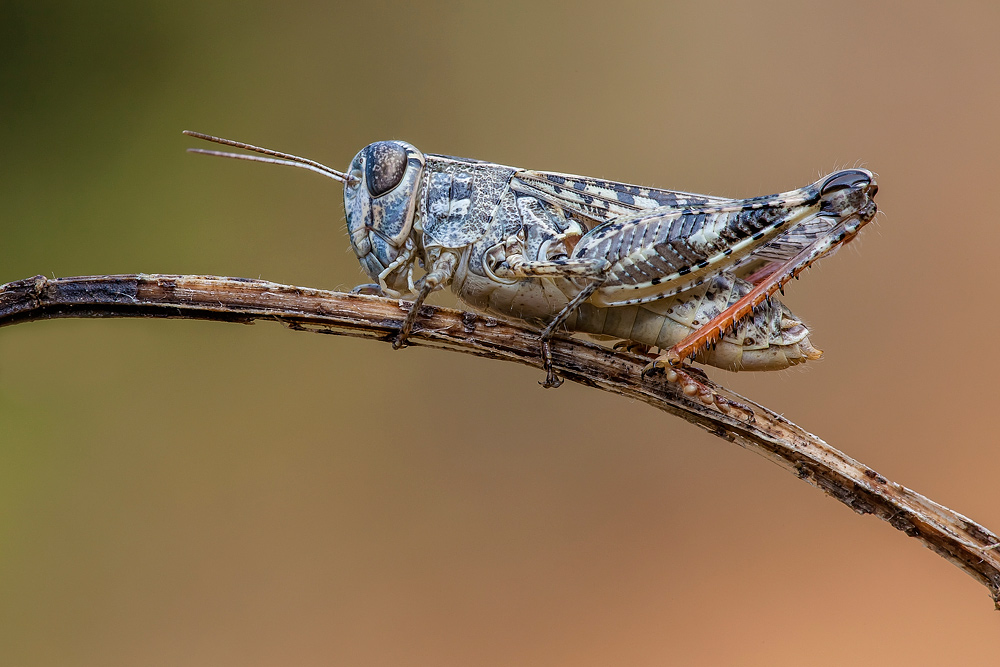 Calliptamus italicus