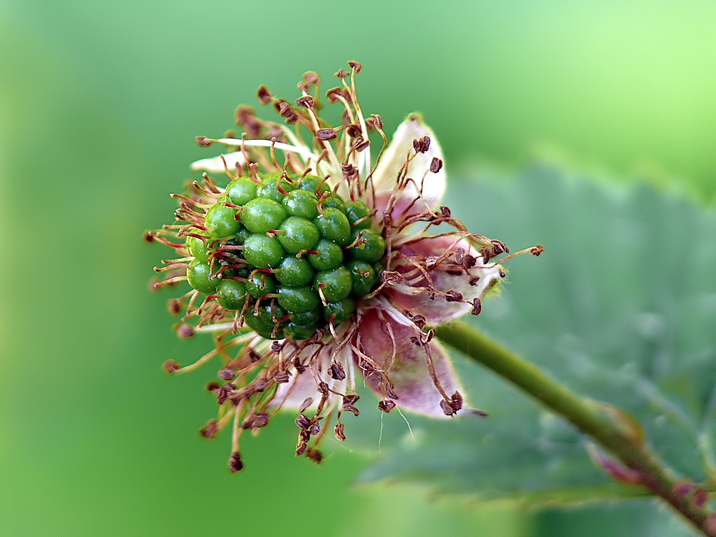 *** Mora adolescente ***