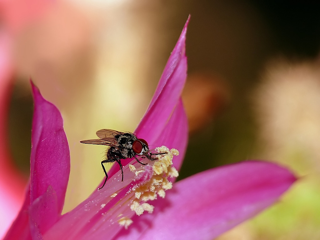*** Buon appetito ***
