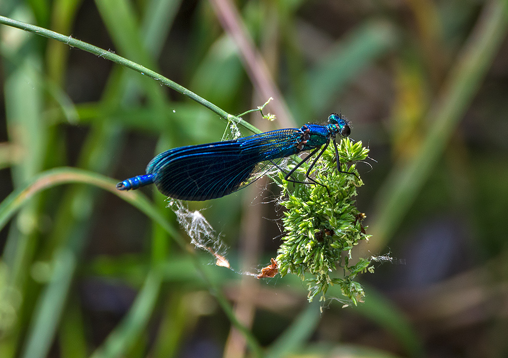libellula 3