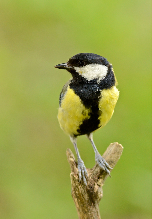 Cinciallegra di petto