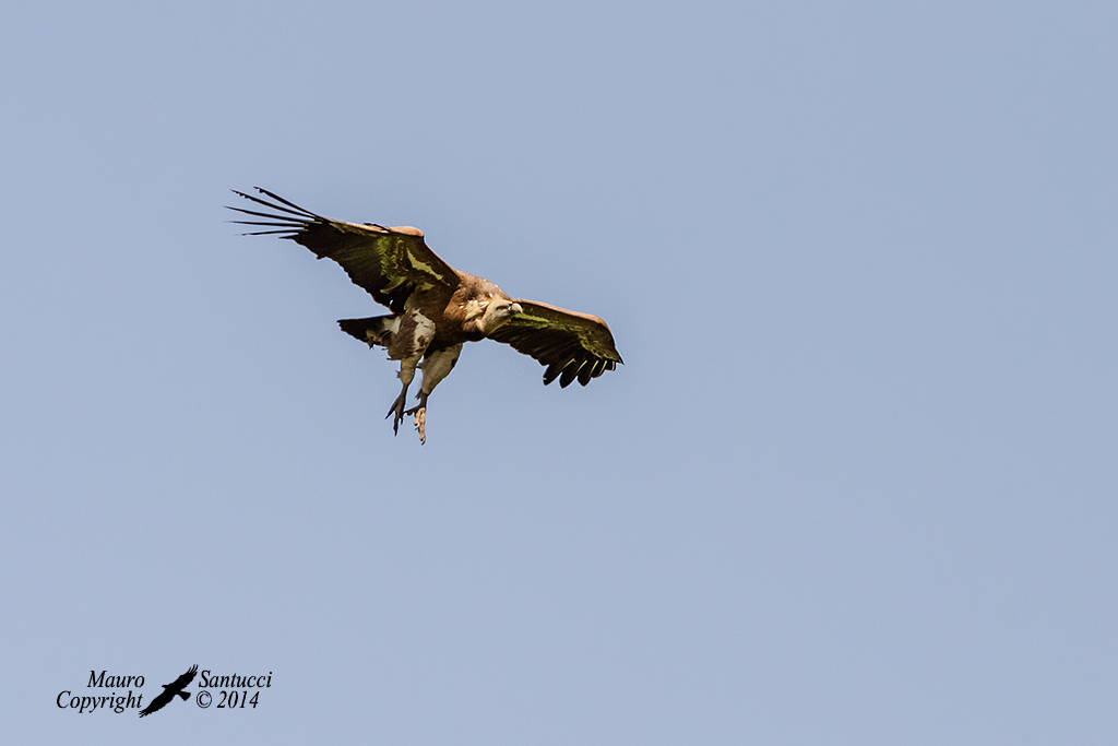 Grifone_carrelli fuori