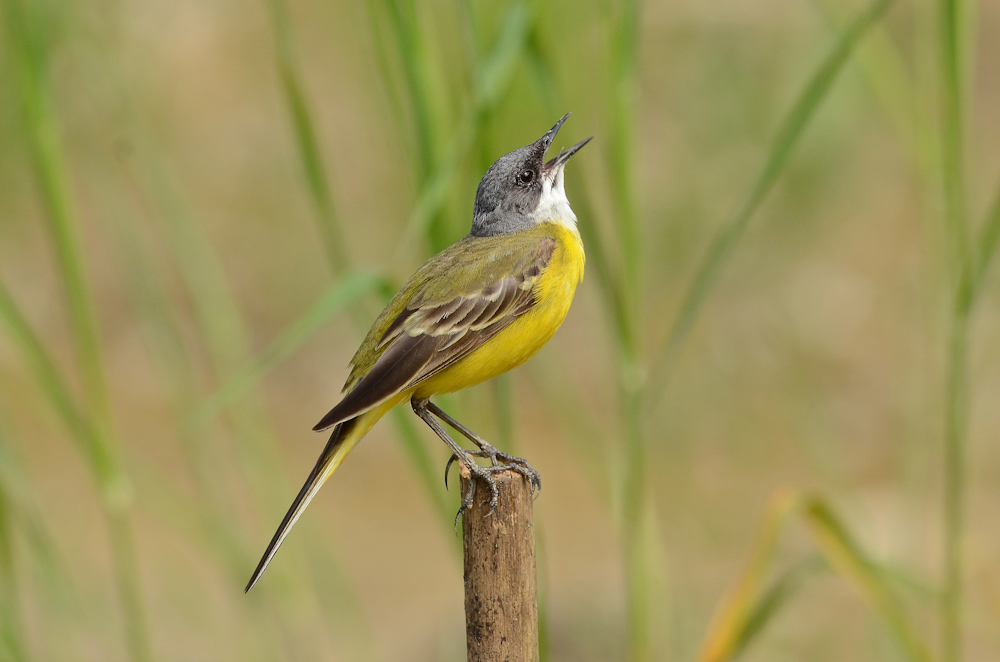 Il richiamo della cutrettola