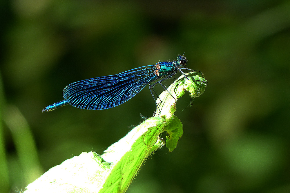 Insetto (libellula?)