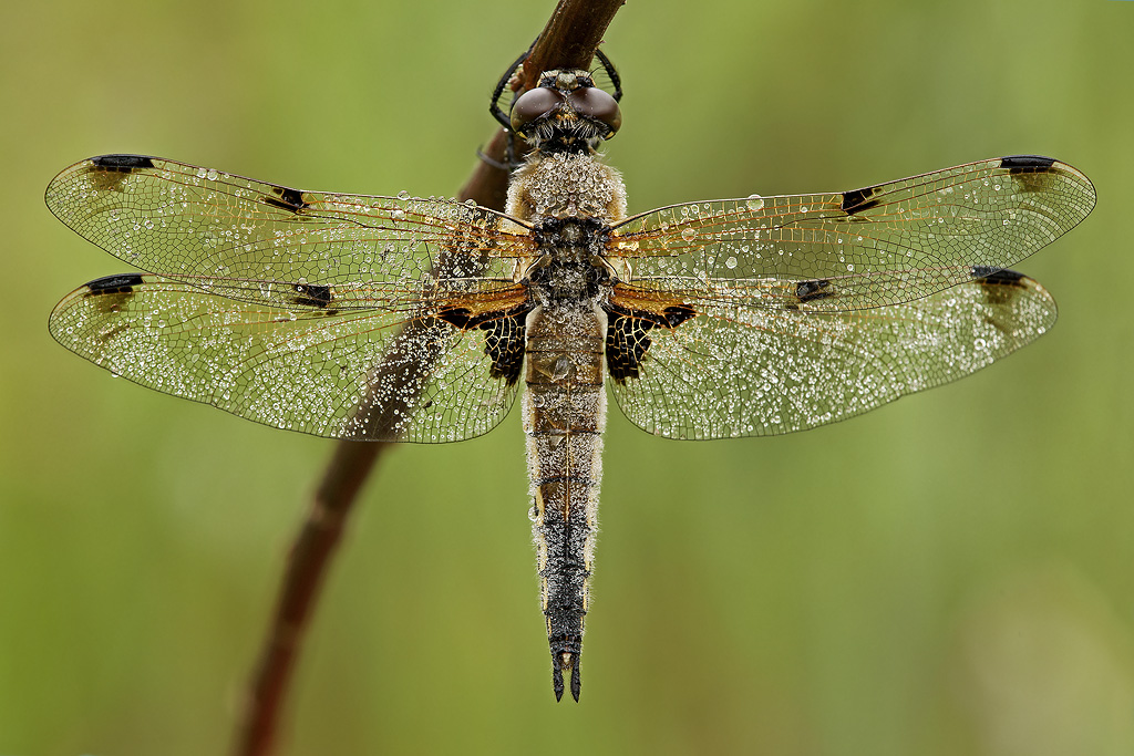Libellula quadrimaculata 2