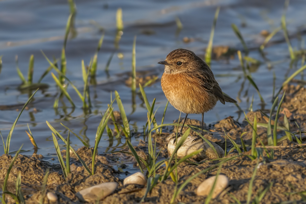 Saltimpalo (Saxixola torquata)