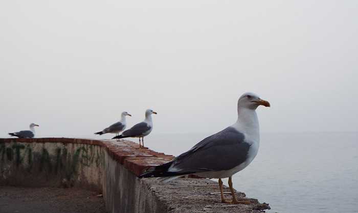Pronti per il volo...