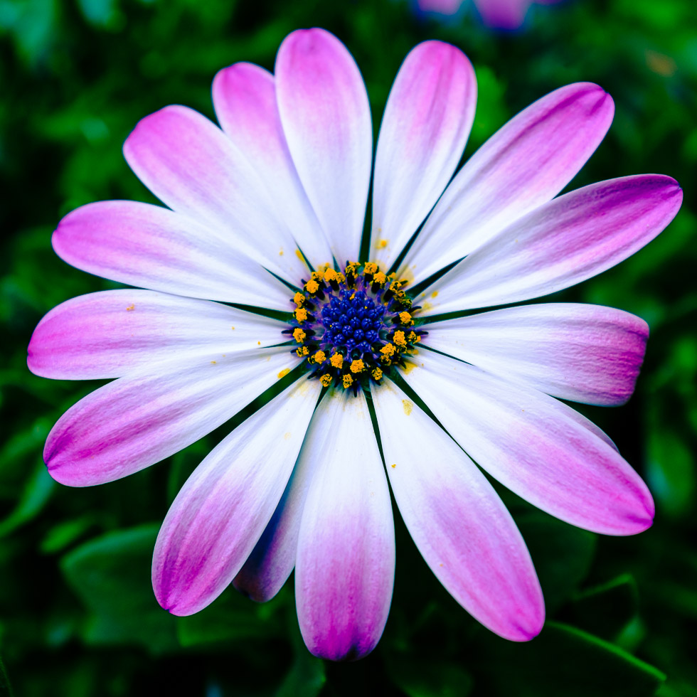 Dimorphoteca close-up